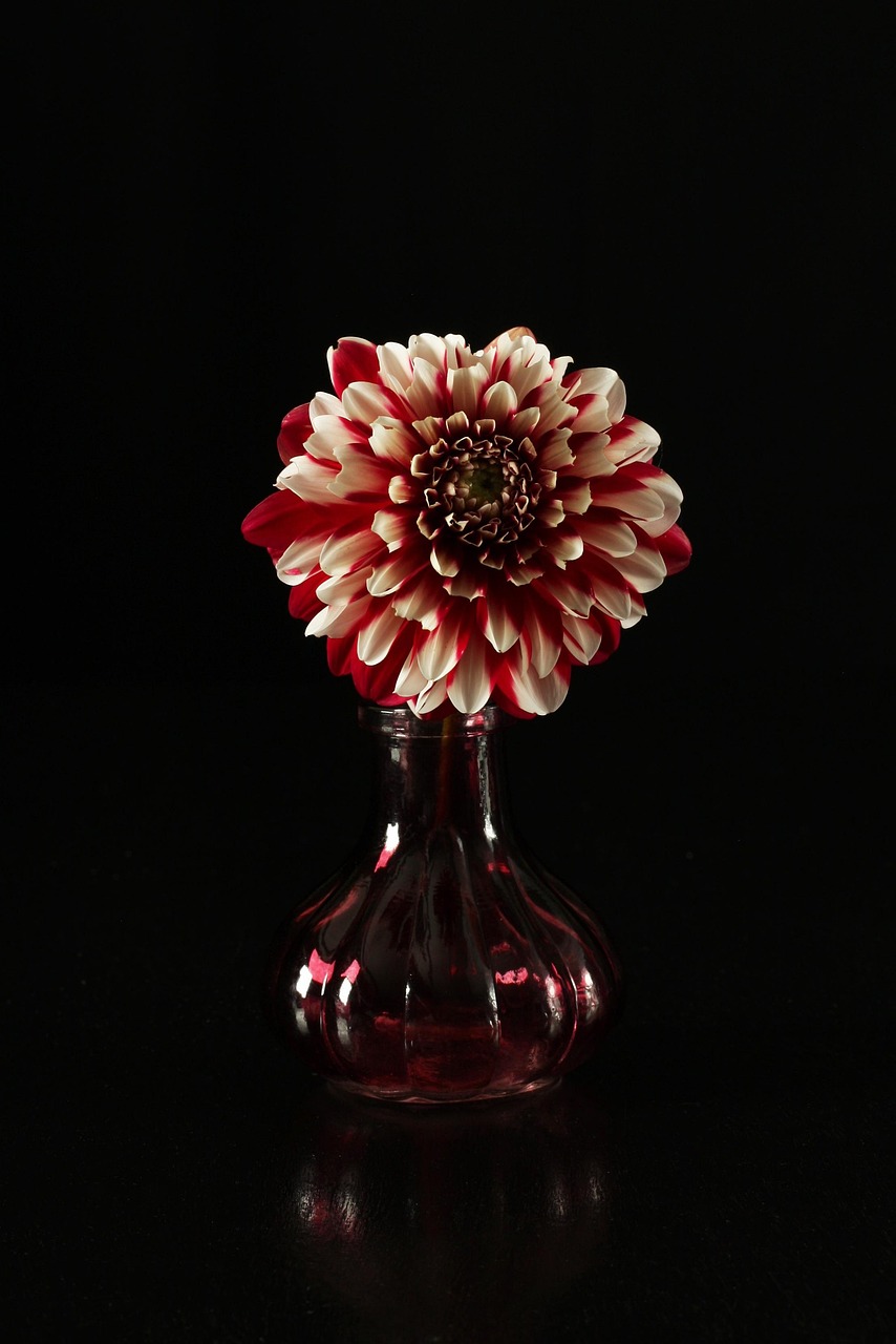 dahlia, flower wallpaper, dahlia in a vase, beautiful flowers, flower, nature, flower background, flower in a vase